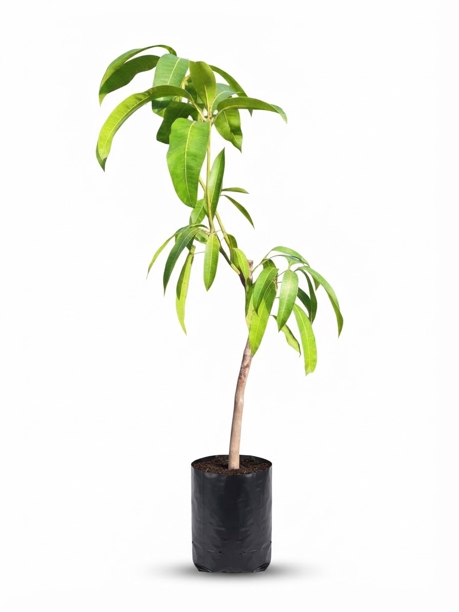 Planta ornamental Mango - Vivero ORNAPLANT Cuautla