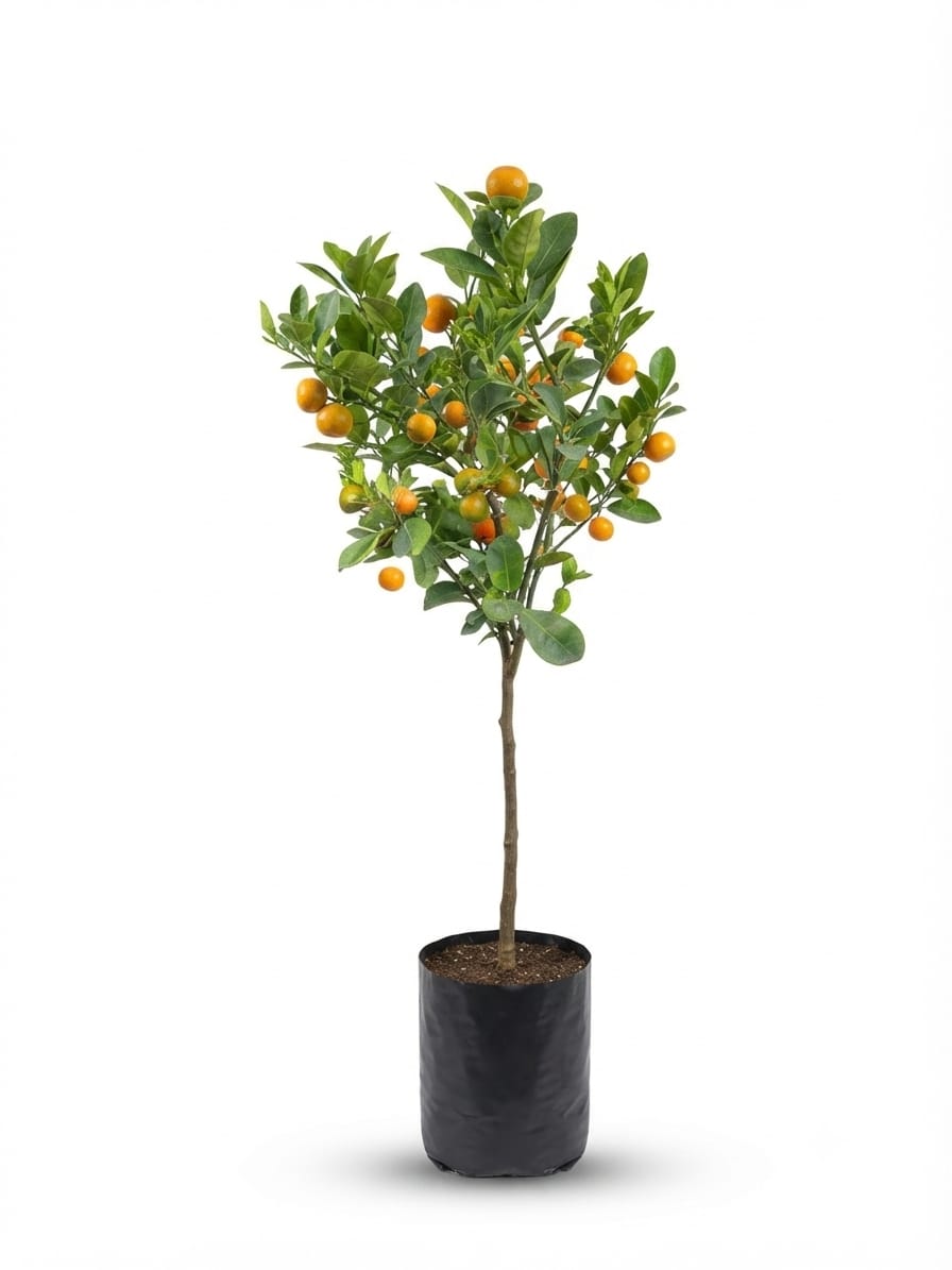Planta ornamental Mandarina Calamondi - Vivero ORNAPLANT Cuautla