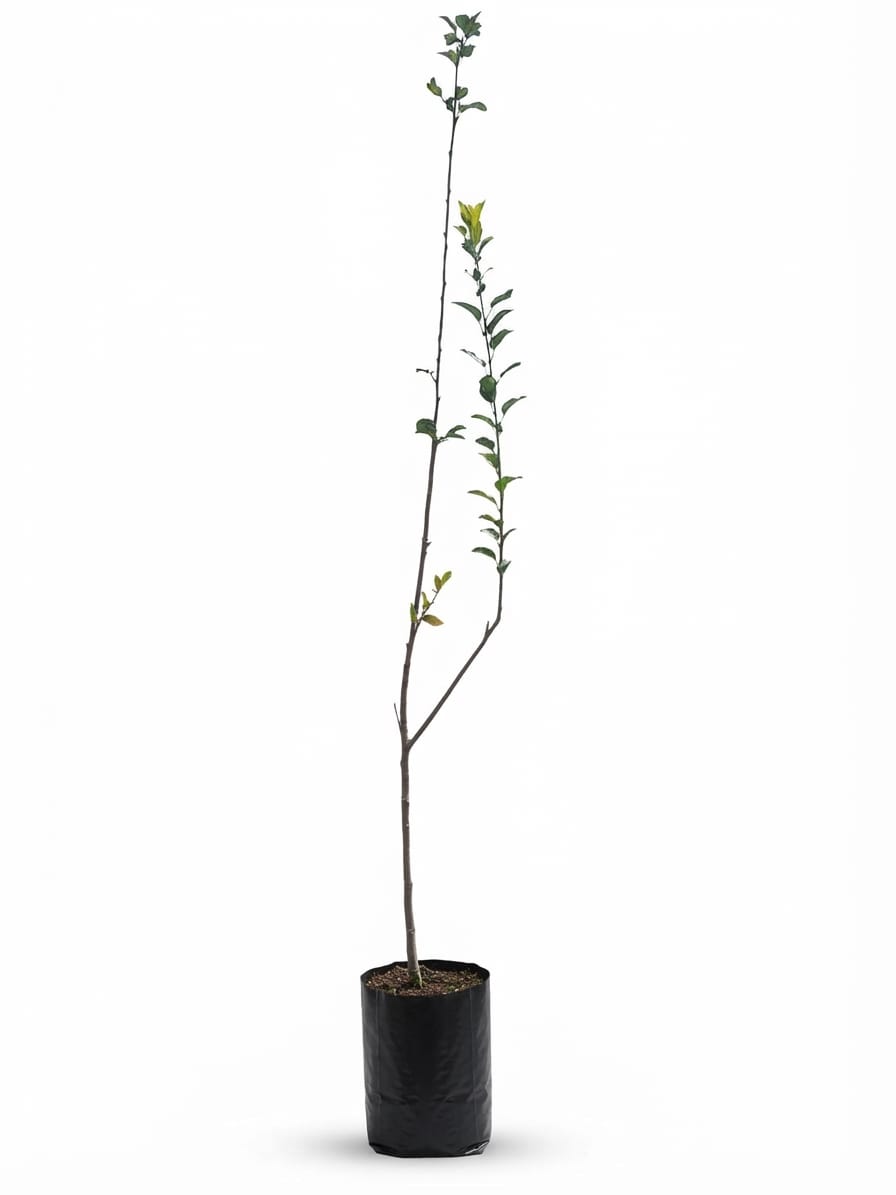 Planta ornamental Manzana California - Vivero ORNAPLANT Cuautla