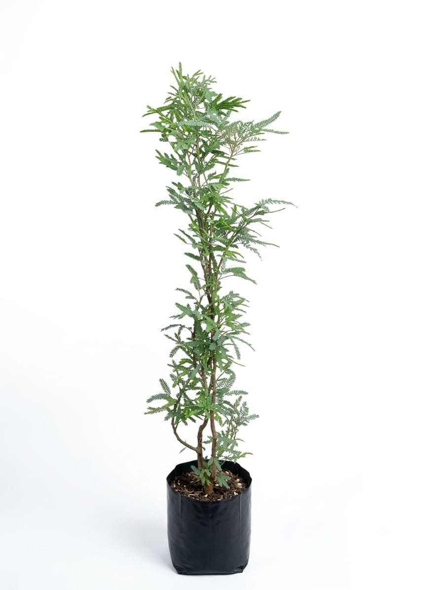 Planta ornamental Mezquite - Vivero ORNAPLANT Cuautla