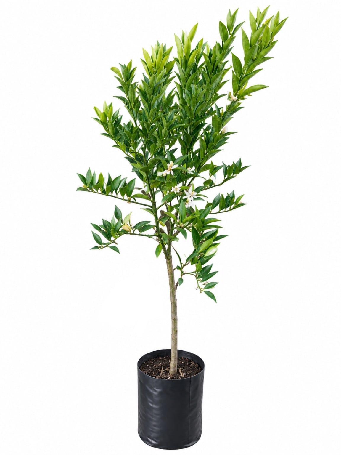 Planta ornamental Mandarina Piñatera - Vivero ORNAPLANT Cuautla
