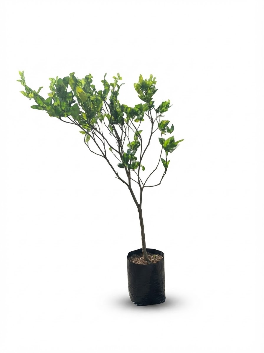 Planta ornamental Mandarina Reyna - Vivero ORNAPLANT Cuautla