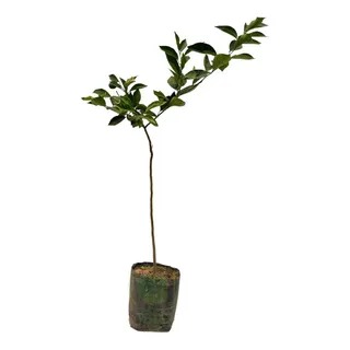 Planta ornamental Mandarina Tangerina - Vivero ORNAPLANT Cuautla
