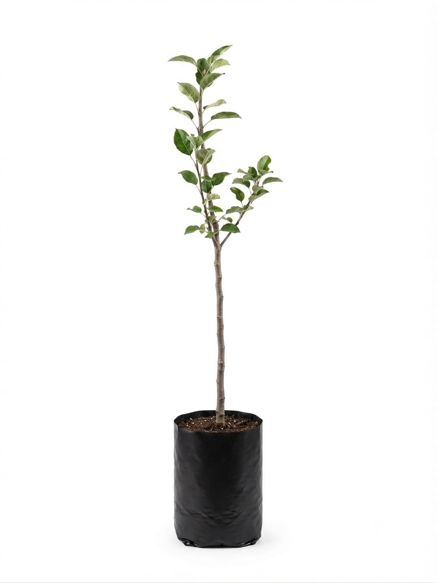 Planta ornamental Manzana Verde - Vivero ORNAPLANT Cuautla
