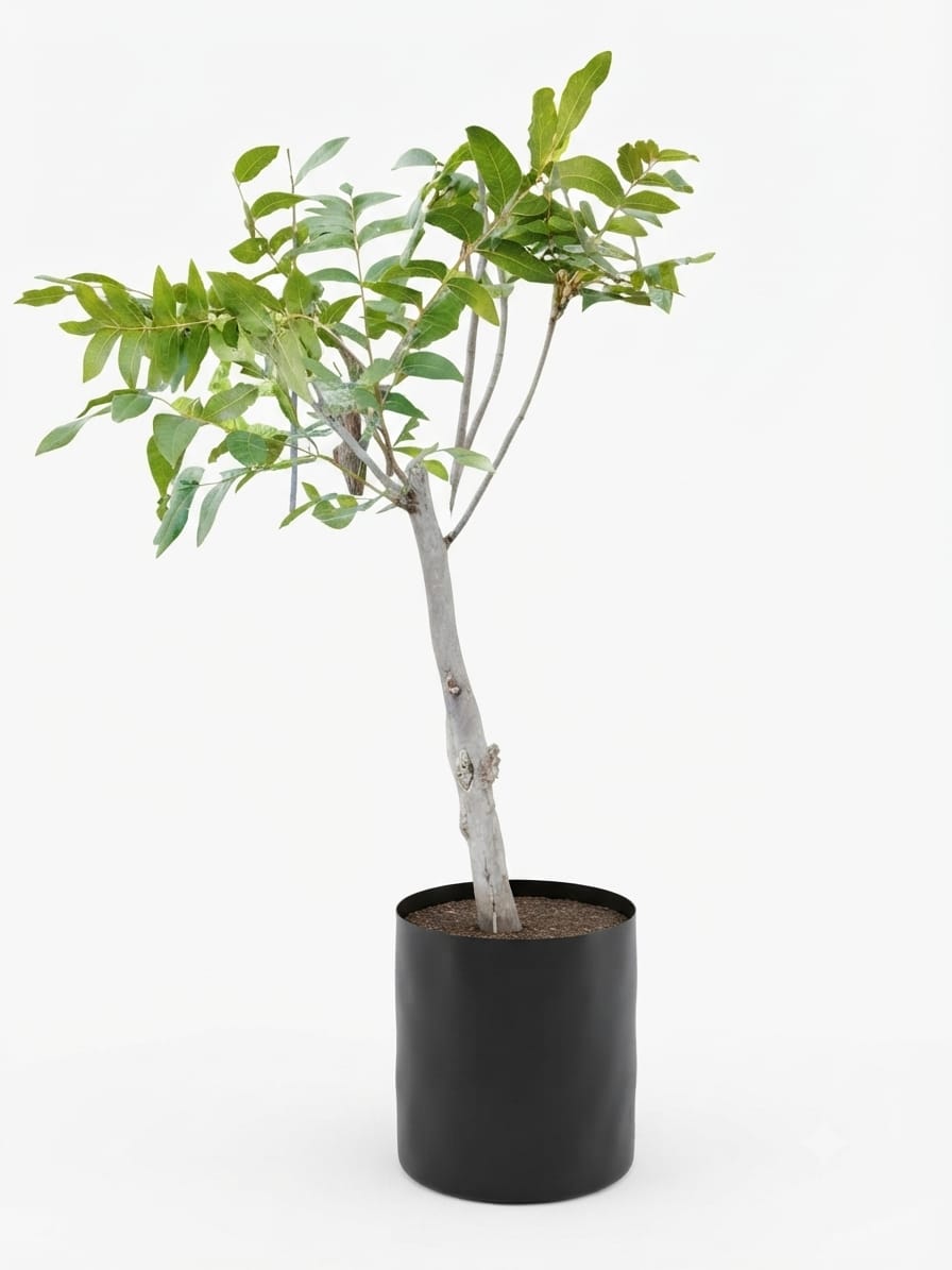 Planta ornamental Nogal Cascara De Papel - Vivero ORNAPLANT Cuautla