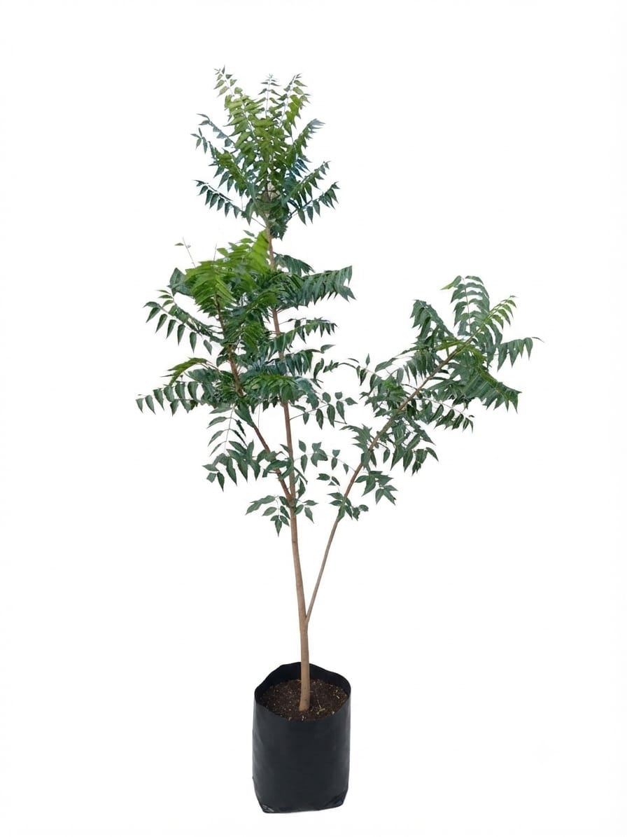 Planta ornamental Neem - Vivero ORNAPLANT Cuautla