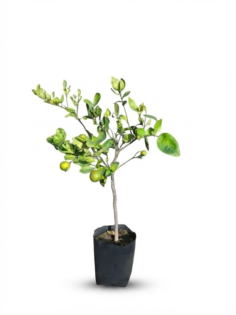 Planta ornamental Naranja Miniola - Vivero ORNAPLANT Cuautla