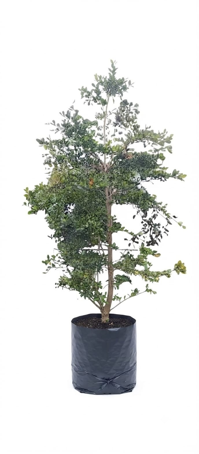 Planta ornamental Olivo Negro - Vivero ORNAPLANT Cuautla