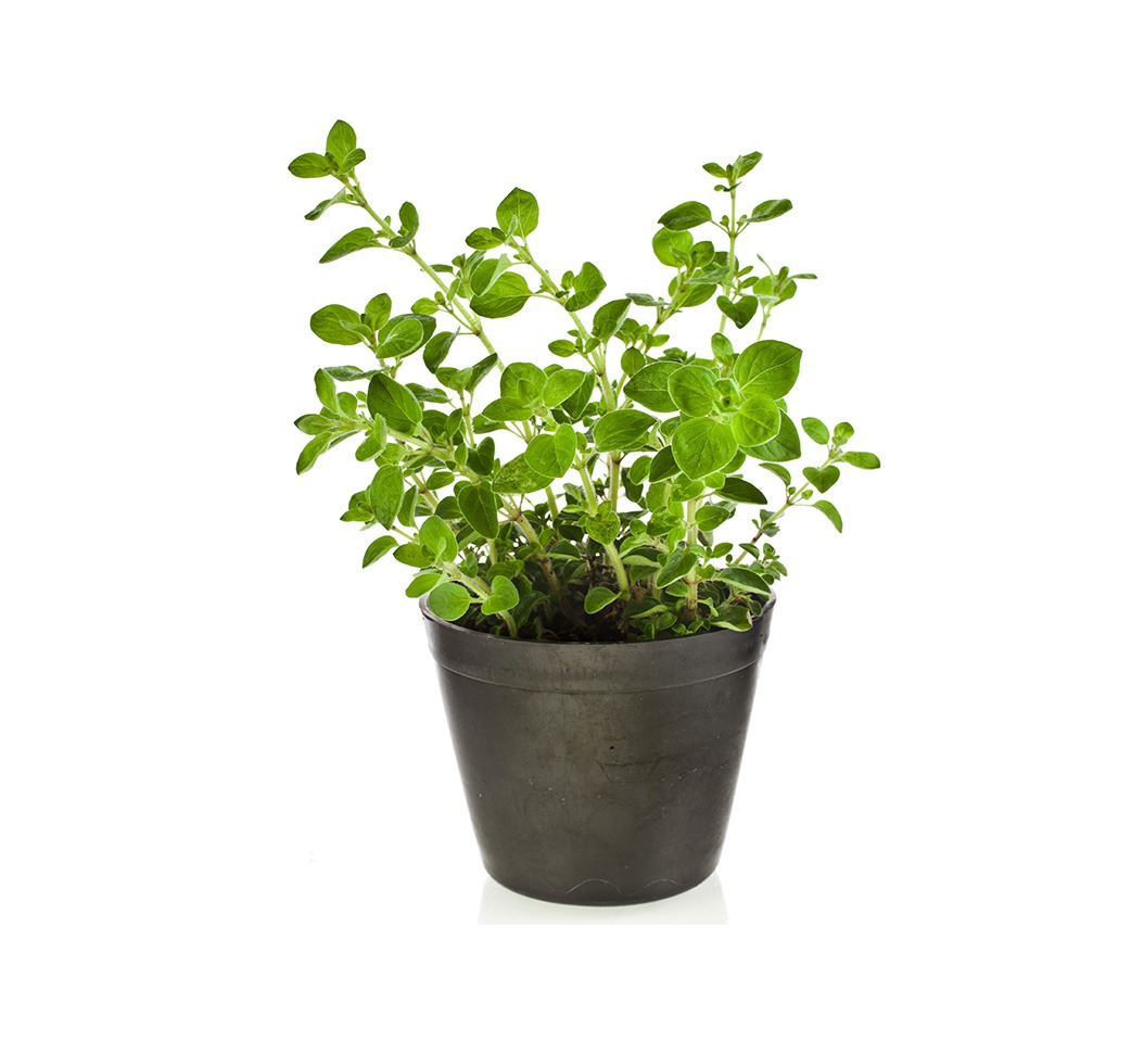 Planta ornamental Oregano - Vivero ORNAPLANT Cuautla