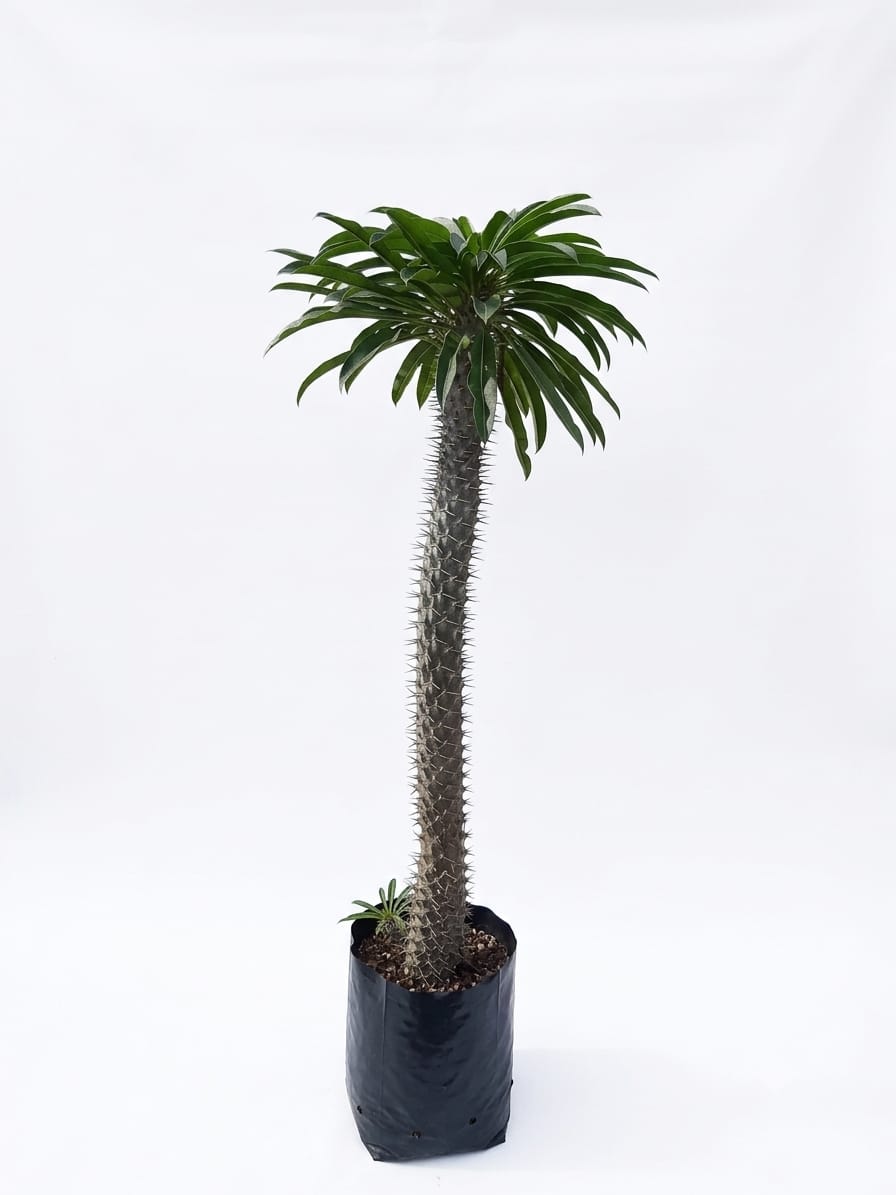 Planta ornamental Pachypodium - Vivero ORNAPLANT Cuautla