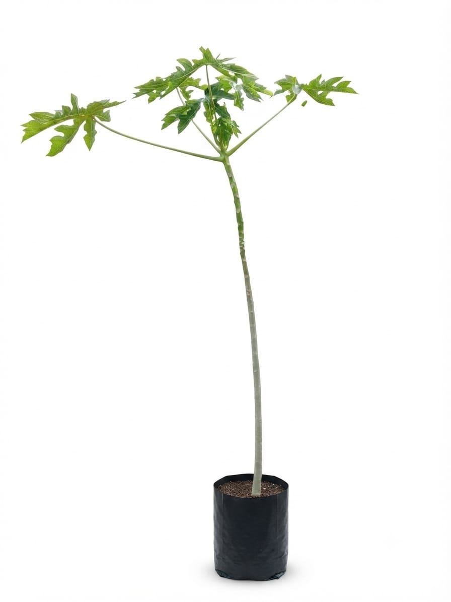 Planta ornamental Papaya Maradol - Vivero ORNAPLANT Cuautla