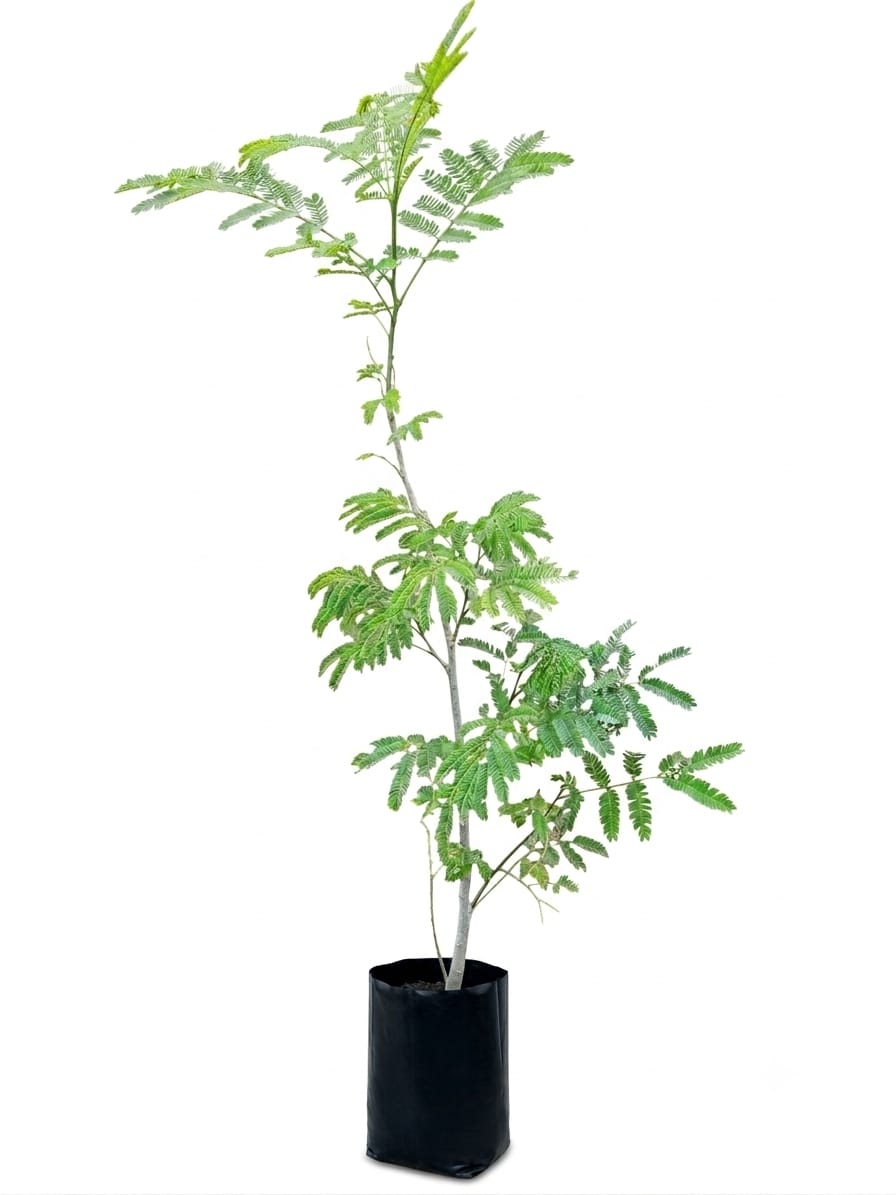 Planta ornamental Parota - Vivero ORNAPLANT Cuautla