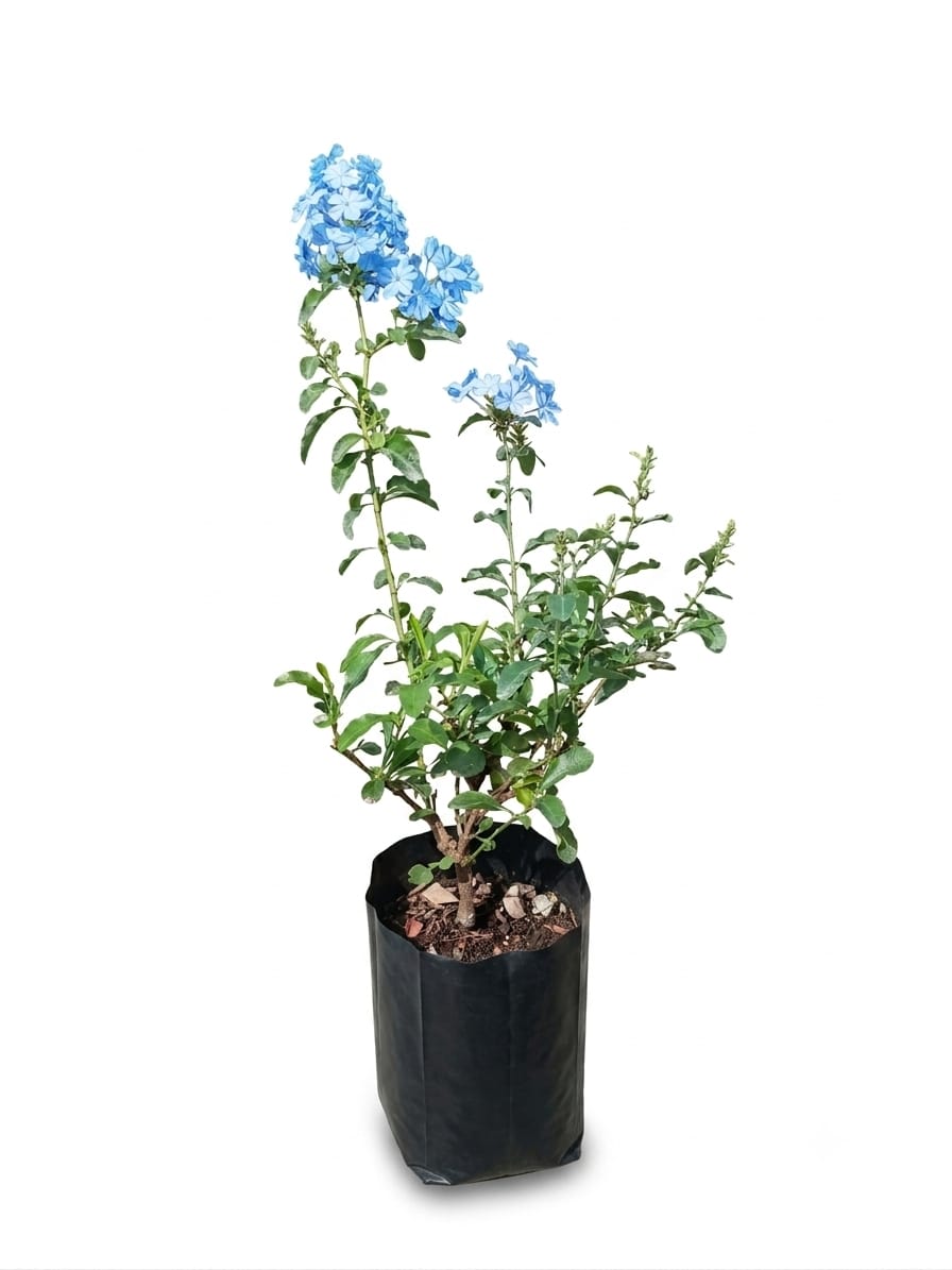 Planta ornamental Plumbago Blanco - Vivero ORNAPLANT Cuautla