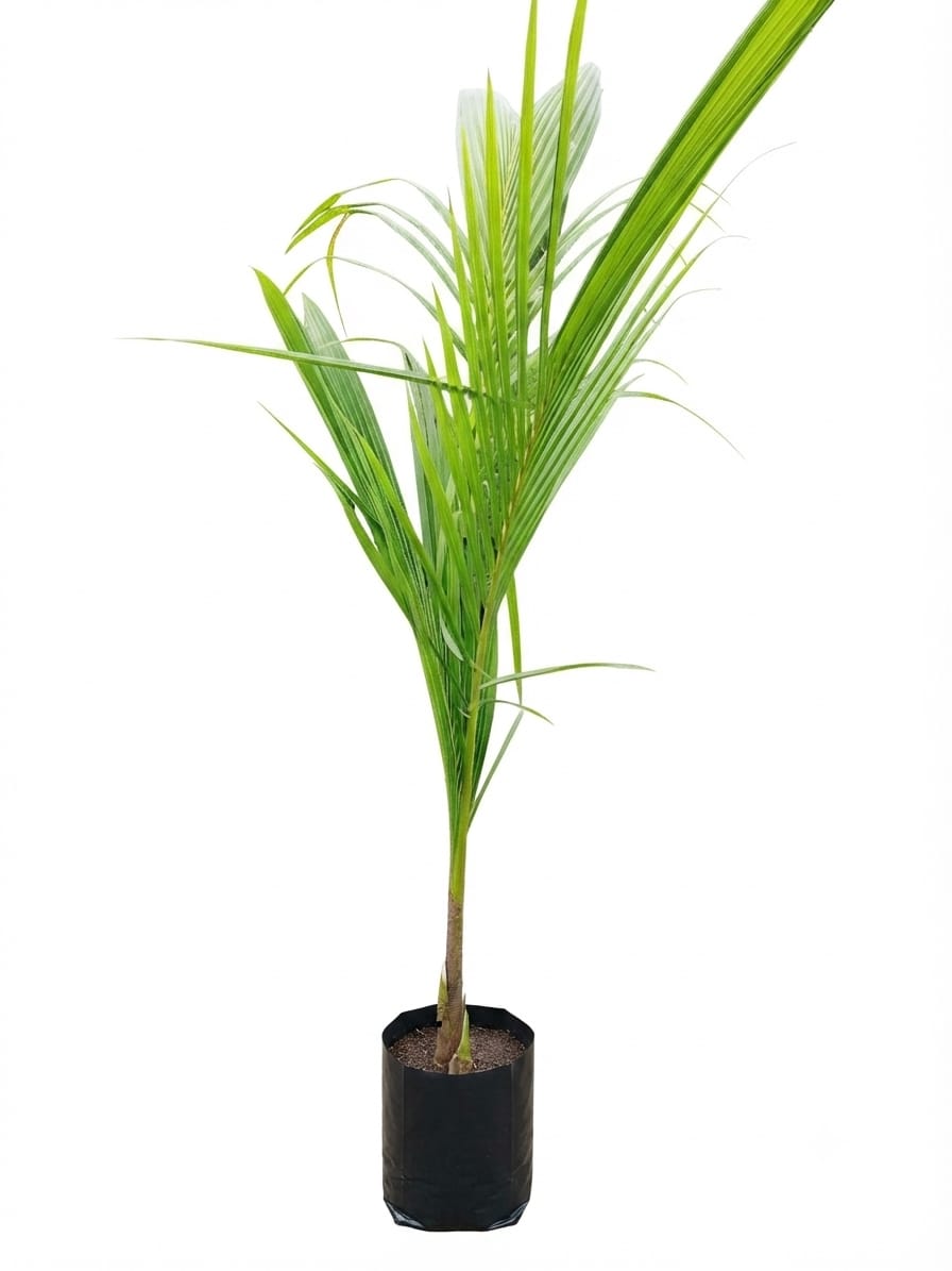 Planta ornamental Palma Coco Comun - Vivero ORNAPLANT Cuautla