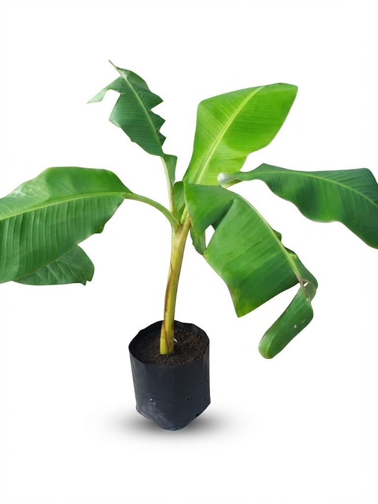 Planta ornamental Platano Dominico - Vivero ORNAPLANT Cuautla