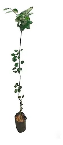 Planta ornamental Pera Mantequilla - Vivero ORNAPLANT Cuautla
