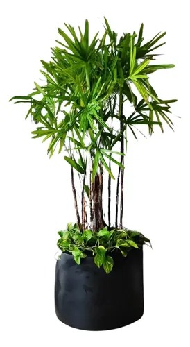 Planta ornamental Palma Rafiz - Vivero ORNAPLANT Cuautla