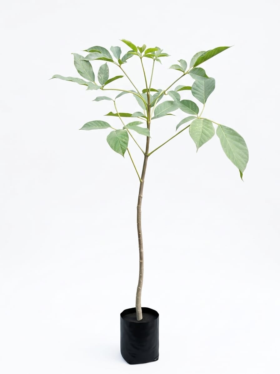 Planta ornamental Primavera Rosa - Vivero ORNAPLANT Cuautla