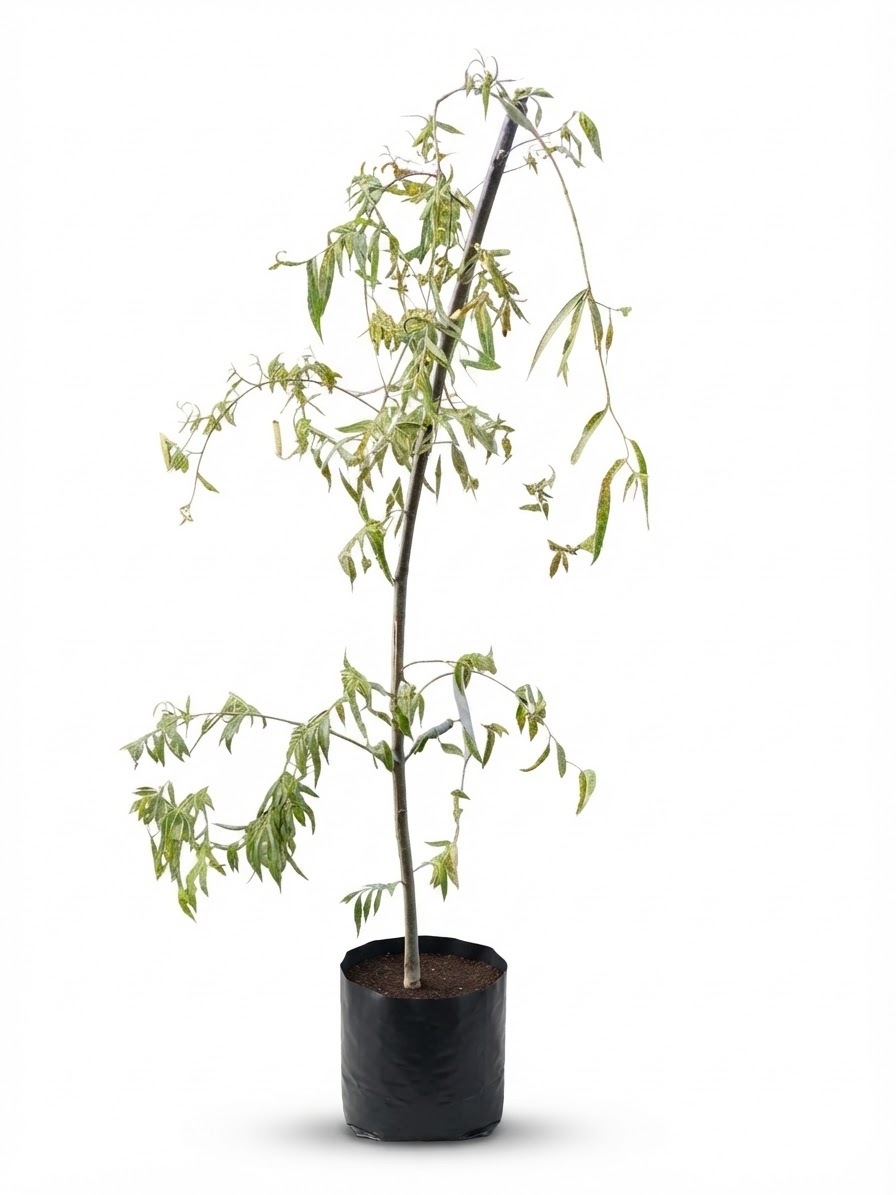 Planta ornamental Sauce Lloron - Vivero ORNAPLANT Cuautla
