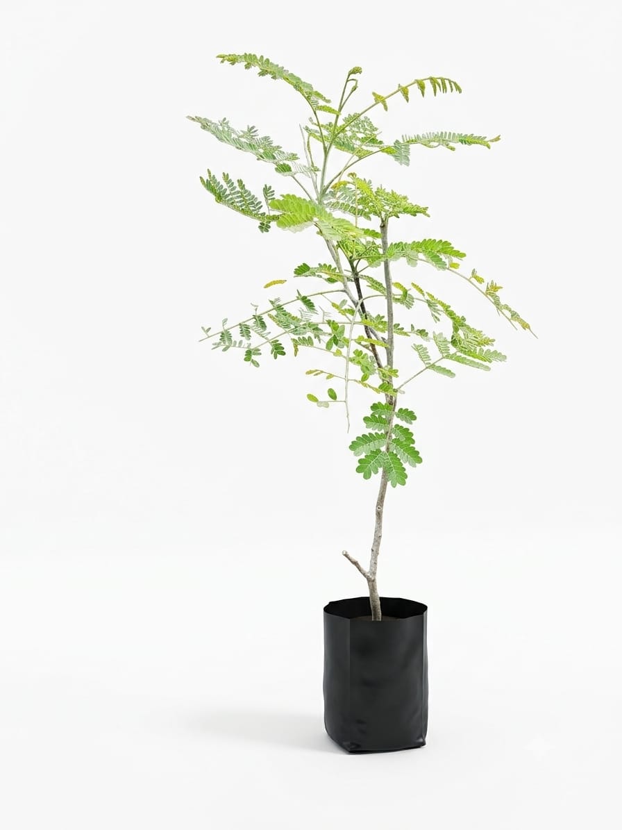 Planta ornamental Tabachin Silvestre - Vivero ORNAPLANT Cuautla