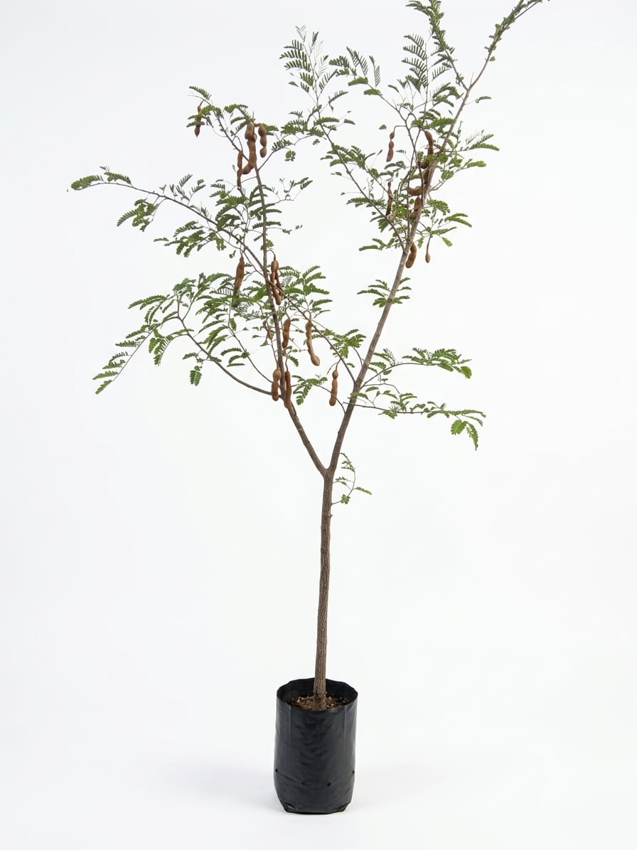 Planta ornamental Tamarindo - Vivero ORNAPLANT Cuautla