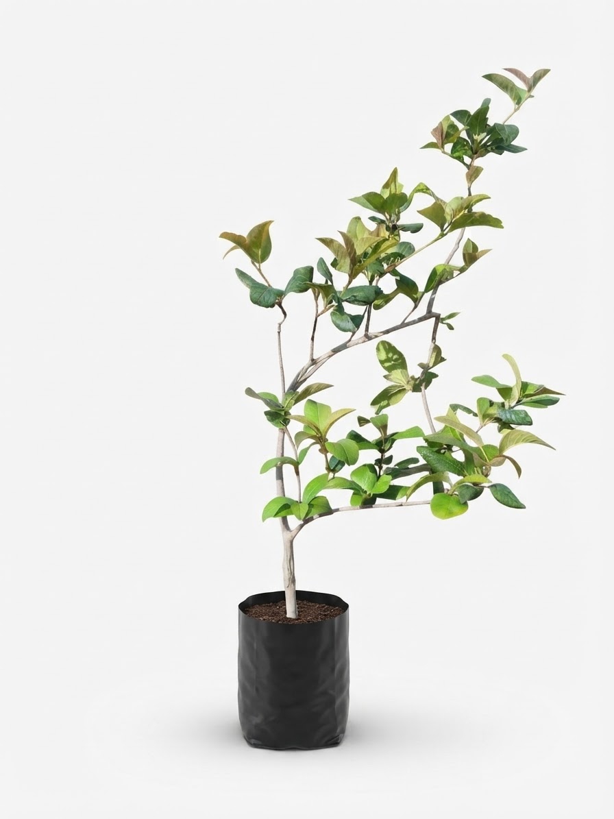 Planta ornamental Tejocote - Vivero ORNAPLANT Cuautla