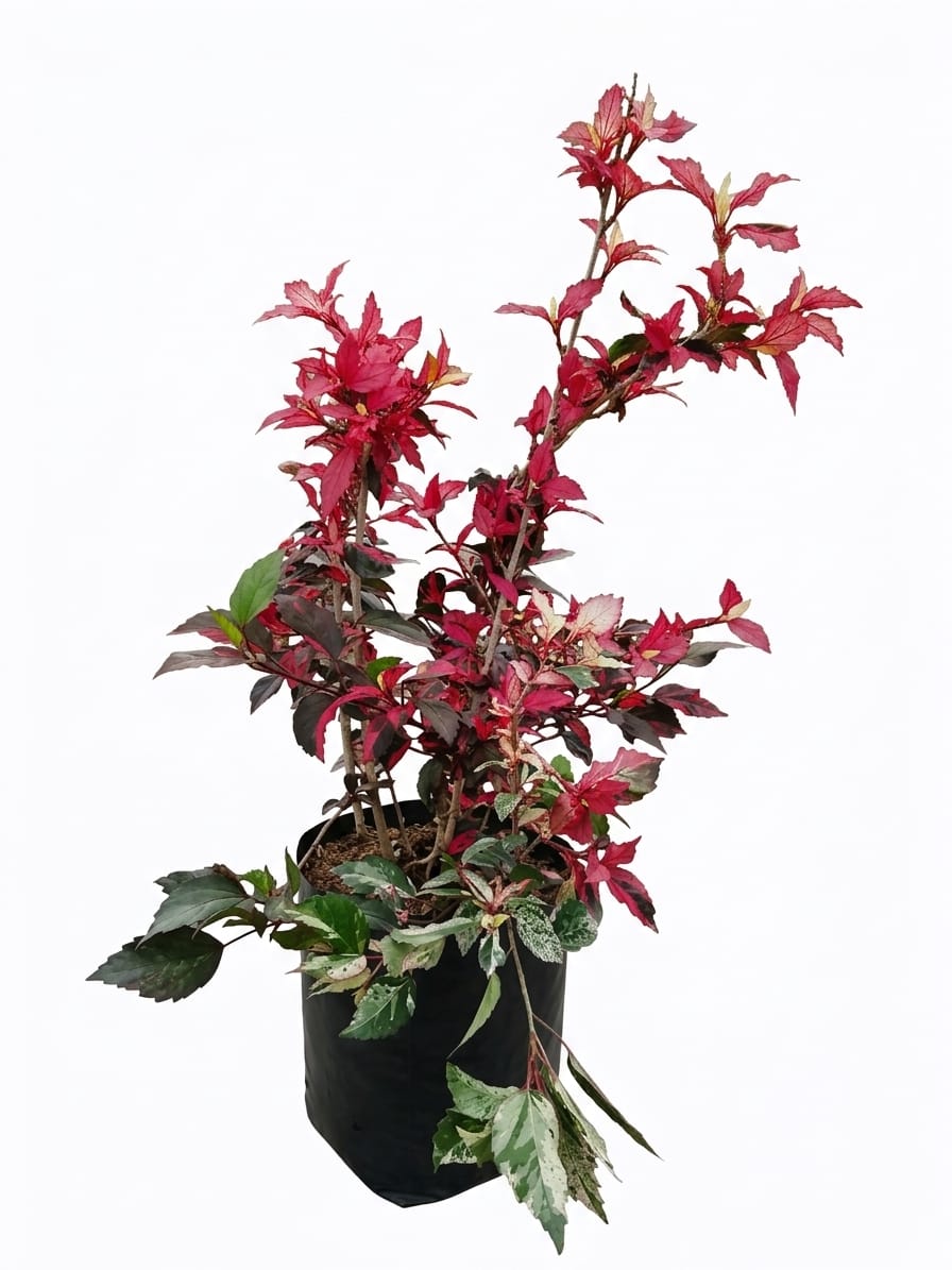 Tulipan Arcoiris — ORNAPLANT